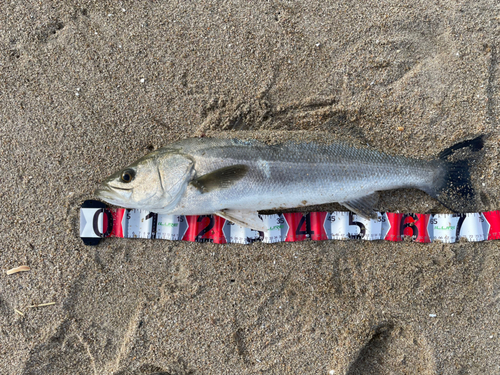 スズキの釣果