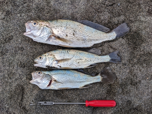 イシモチの釣果