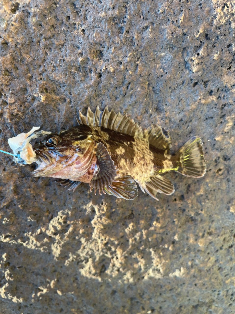 タケノコメバル