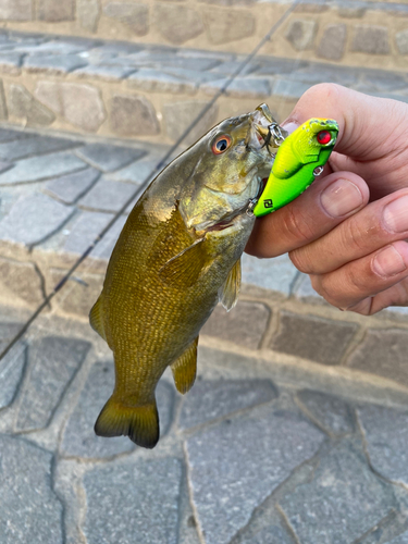 スモールマウスバスの釣果