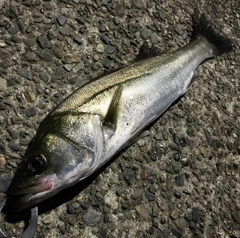 フッコ（マルスズキ）の釣果