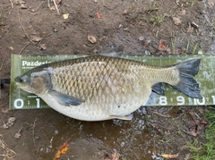 ソウギョの釣果