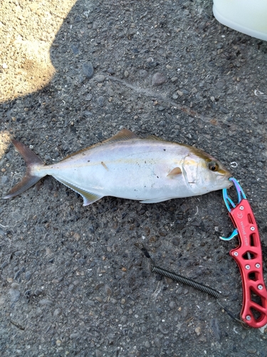 ショゴの釣果