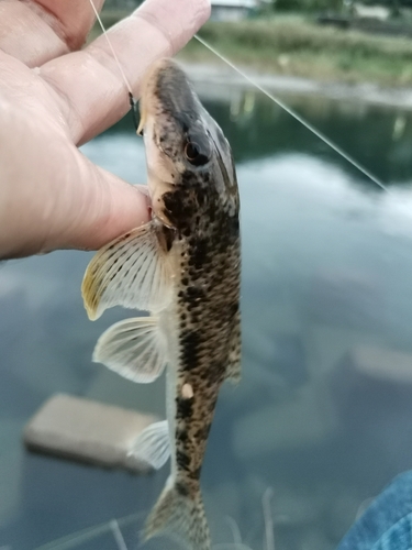 カマツカの釣果