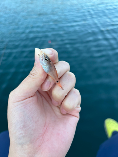 クロホシイシモチの釣果