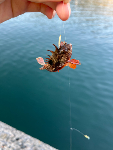 ハオコゼの釣果