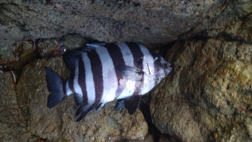 サンバソウの釣果