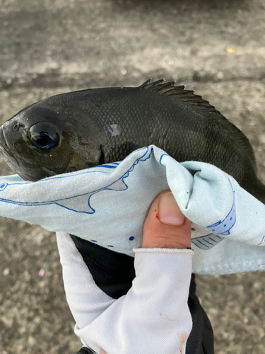 メジナの釣果