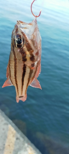 ヨコスジイシモチの釣果