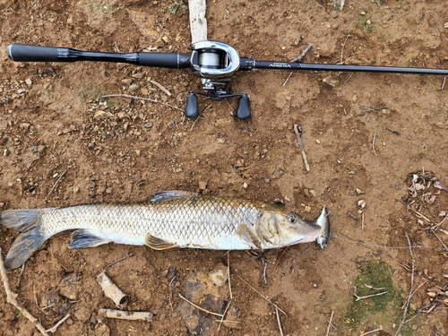 ニゴイの釣果