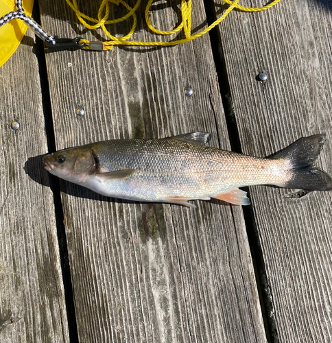 ウグイの釣果