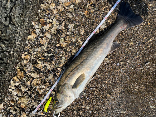 スズキの釣果