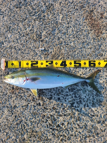 ハマチの釣果