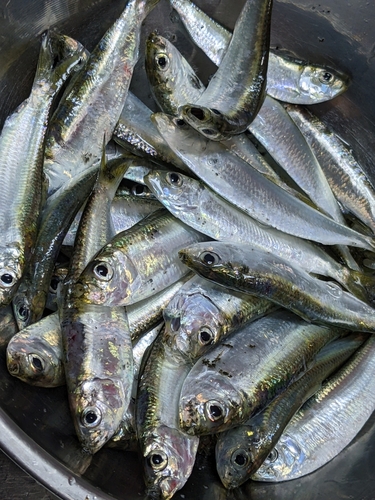 ママカリの釣果