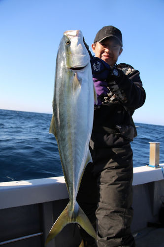 ブリの釣果