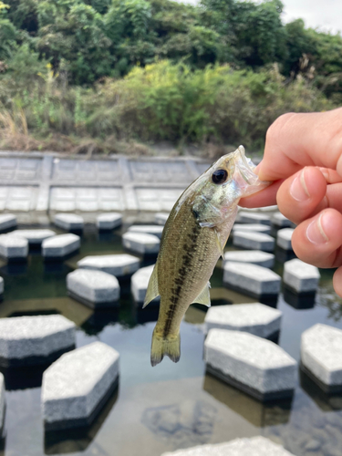 ラージマウスバスの釣果