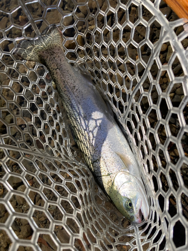 ニジマスの釣果