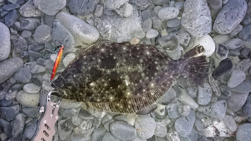 ヒラメの釣果