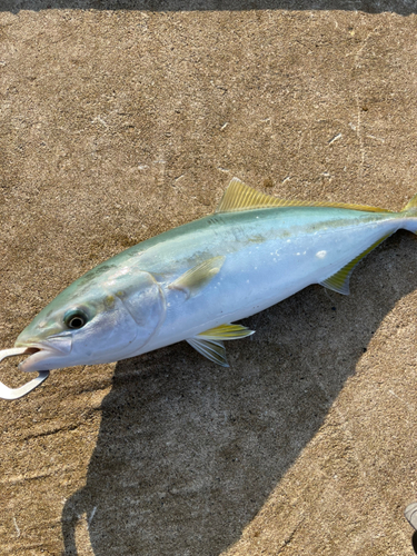 イナダの釣果