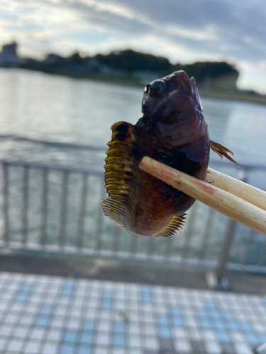 イソギンポの釣果