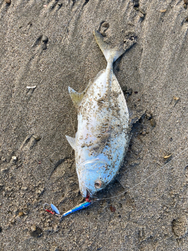 オニヒラアジの釣果