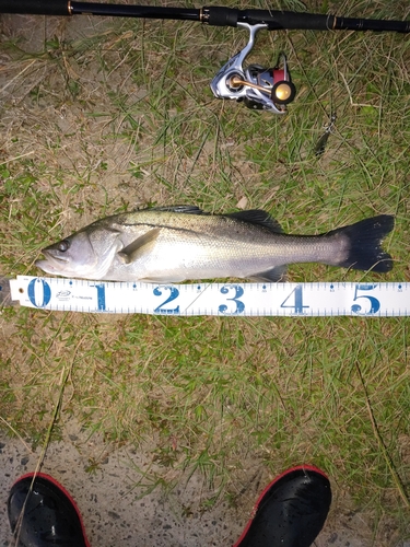 シーバスの釣果