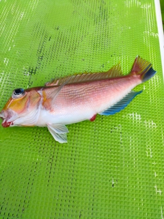 アマダイの釣果