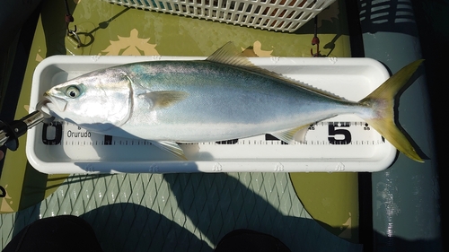 ハマチの釣果