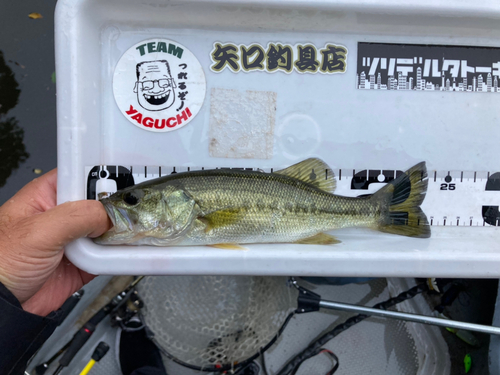 ラージマウスバスの釣果