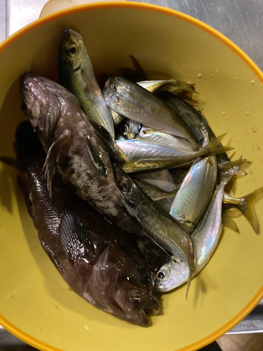 アジの釣果