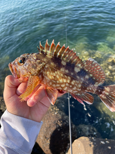 カサゴの釣果