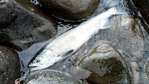 アキアジの釣果