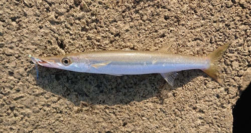 アカカマスの釣果