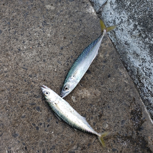 マサバの釣果