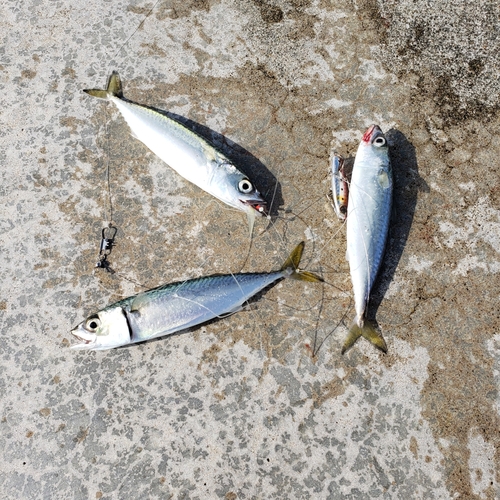 マサバの釣果