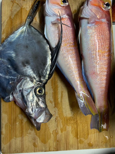 カガミダイの釣果