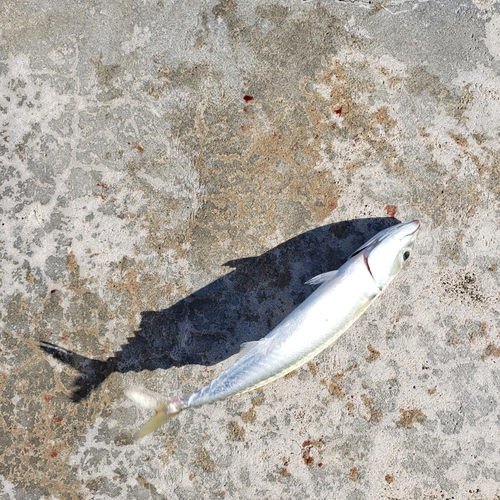 マサバの釣果