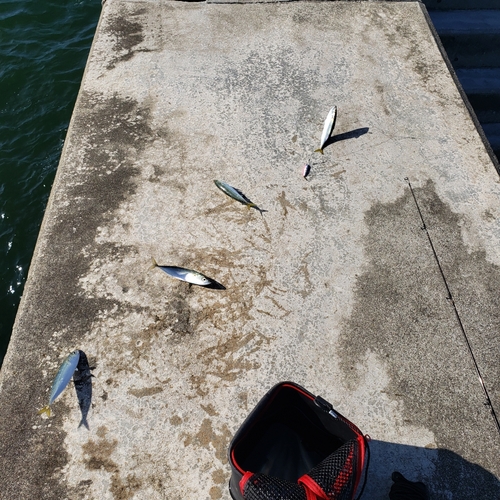 マサバの釣果