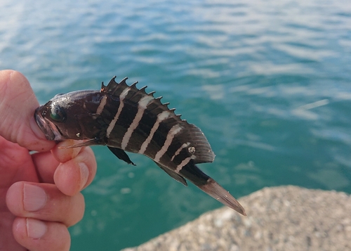 マハタの釣果