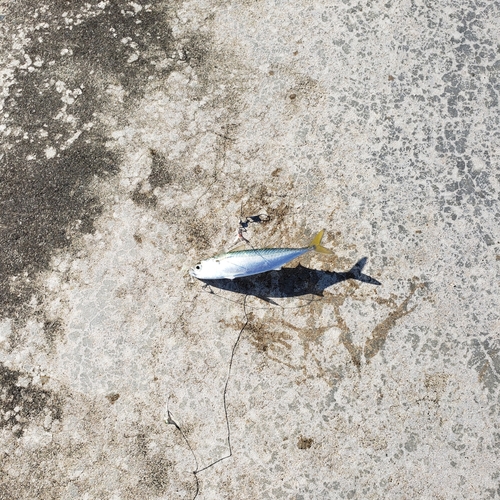 マサバの釣果