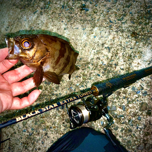 シロメバルの釣果