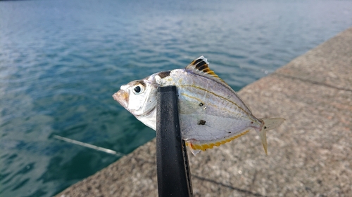 ヒイラギの釣果