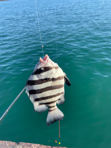 サンバソウの釣果