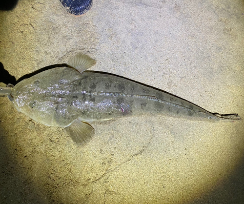 マゴチの釣果