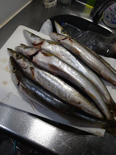 カマスの釣果