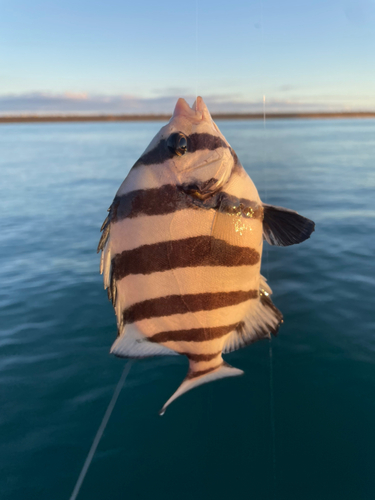 サンバソウの釣果