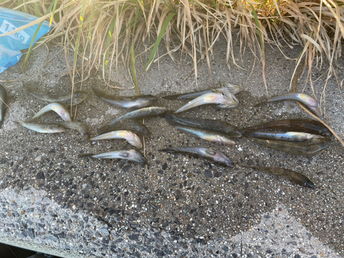 ハゼの釣果