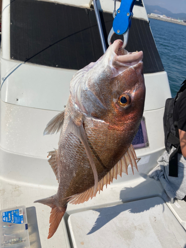 タイの釣果