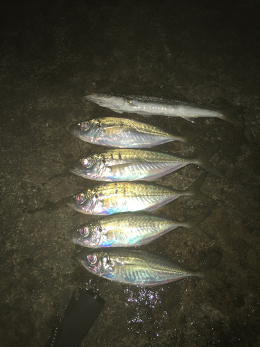 アジの釣果