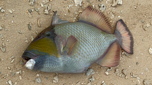 ゴマモンガラの釣果